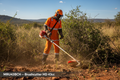 MRU43BCH heavy-duty 43cc brushcutter operator clearing dense bush on a South African farm