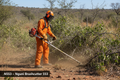 Nguni N553 high-displacement brushcutter operator clearing dense tough bush on a South African farm