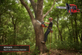 NCS26CS — Nguni 26cc Climbing Chainsaw